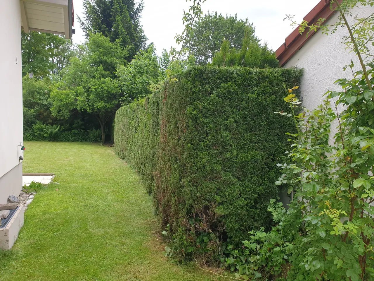Gepflegte Rasenfläche mit geschnittener Hecke